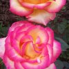 Rose de mon jardin. Muriel Godet